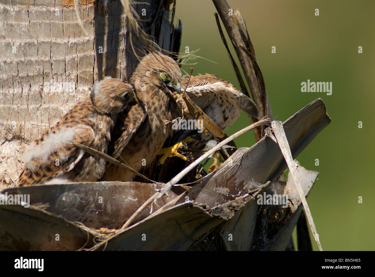 2 Turmfalken-Küken im Nest mit einer Fütterung auf grasshopper Stockfoto