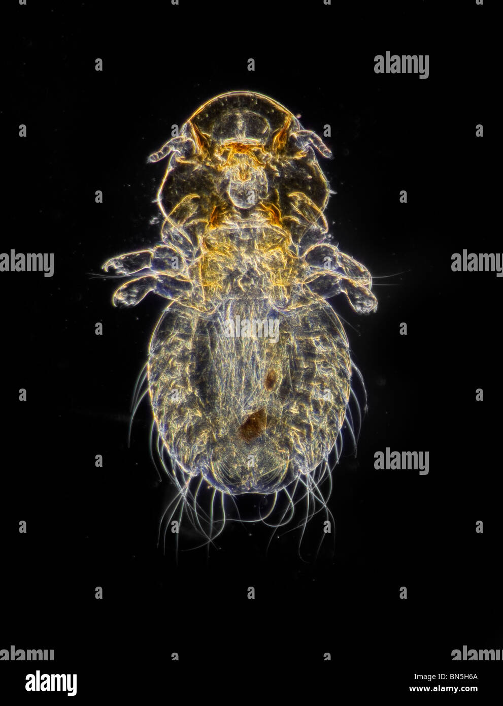 Dunkelfeld Mikrophotographie Vogel Parasiten; Goniocotes SP., gefunden auf Pinguin Stockfoto