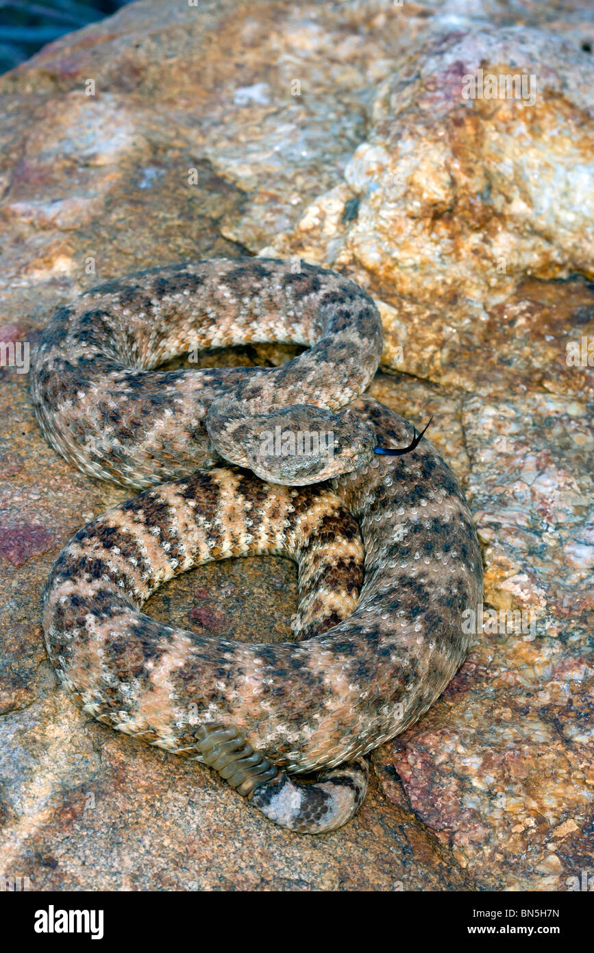 Gefleckte Klapperschlange Stockfoto