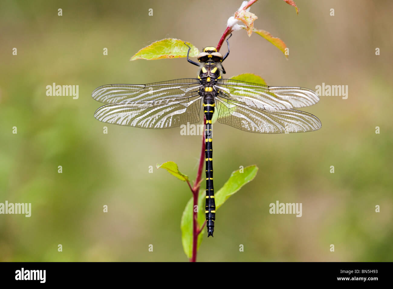 Golden beringt Libelle; Cordulegaster boltonii Stockfoto