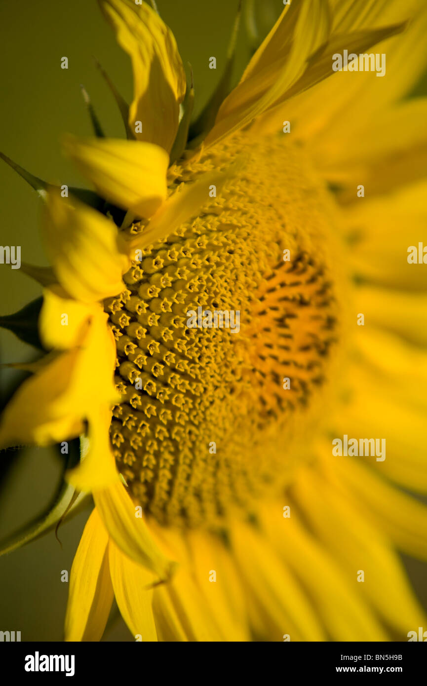 Leiter der Sonnenblume Nahaufnahme Stockfoto
