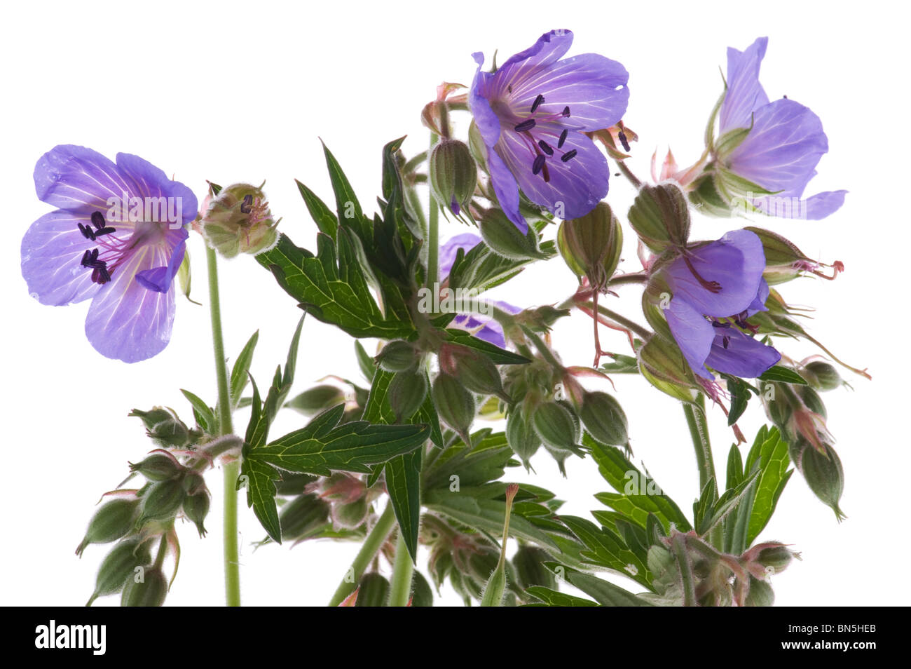 Objekt auf weiß - dekorative Blumen schließen sich Stockfoto