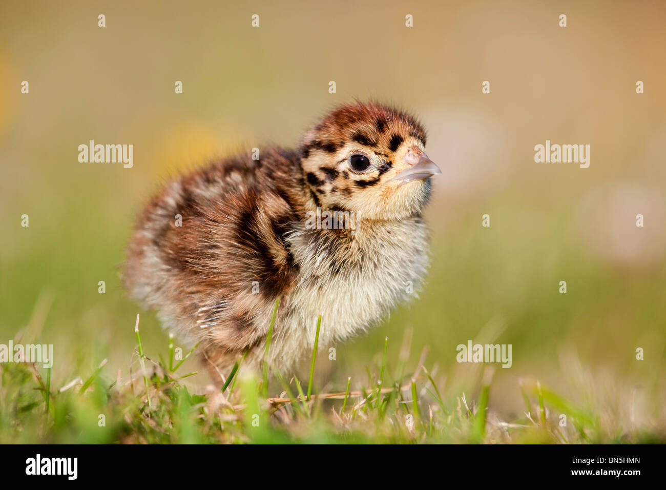 Rebhuhn; Perdix Perdix; Küken in der Wiese Stockfoto