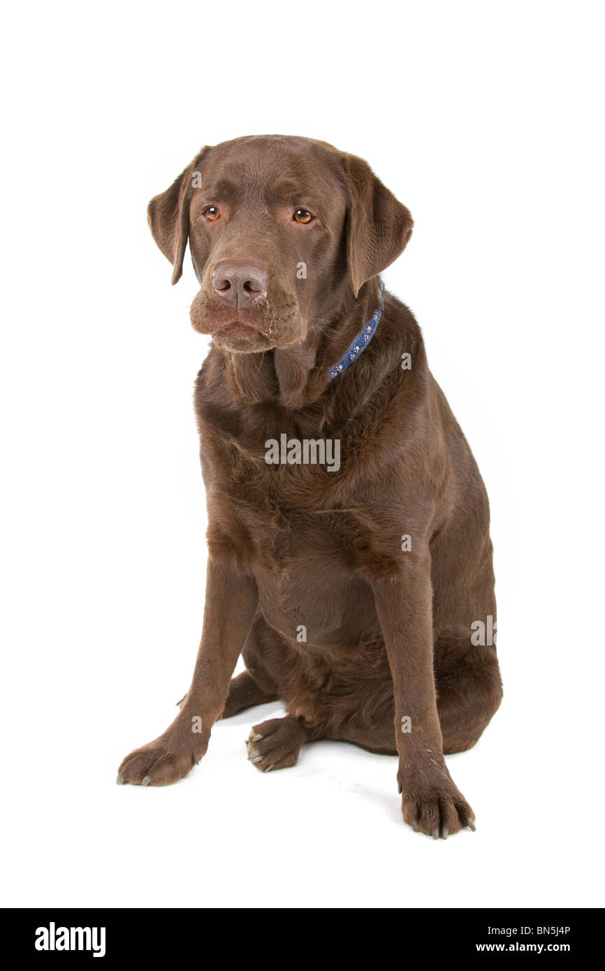 Chocolate Labrador isoliert auf weiss Stockfoto