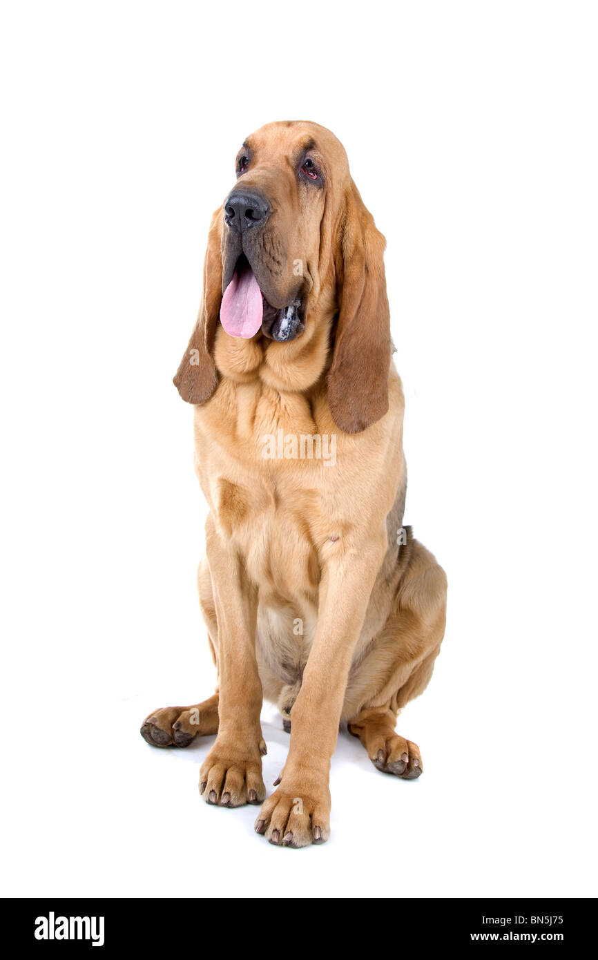Bluthund, auch bekannt als St.-Hubert Hound und Sleuth-Hound isoliert auf weißem Hintergrund Stockfoto