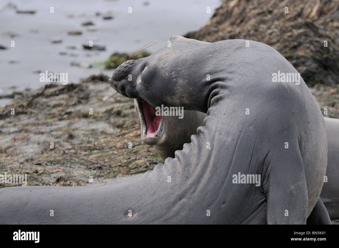 Stock Foto des nördlichen See-Elefanten aggressives Verhalten anzeigen. Stockfoto