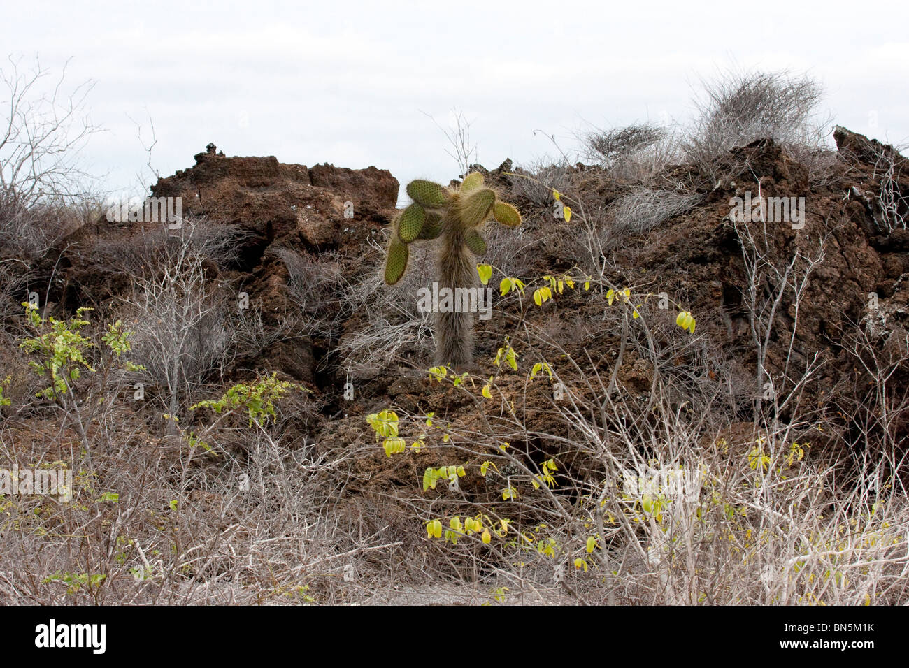 Kakteen und Pflanzen auf den Galapagos Inseln Stockfoto