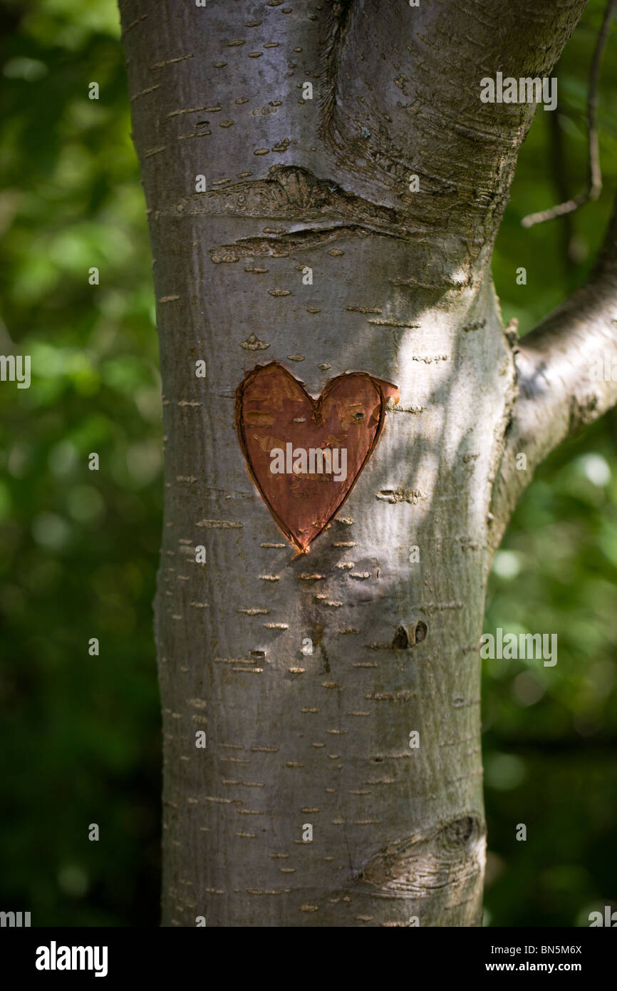 Geschnitzte Herz im Baumstamm Stockfoto