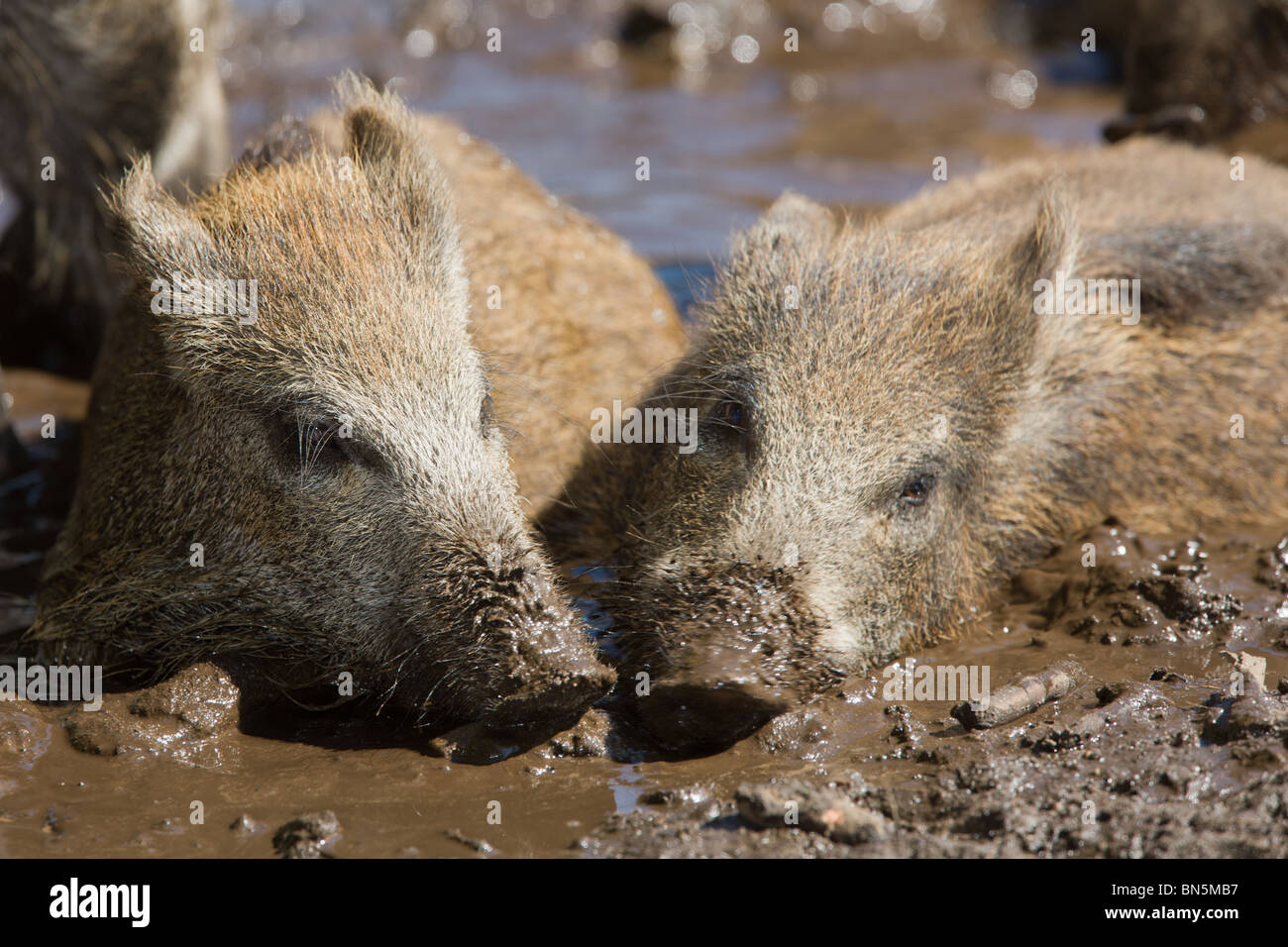 zwei junge Wildschweine, wobei ein Schlammbad zusammen - Sus scrofa Stockfoto