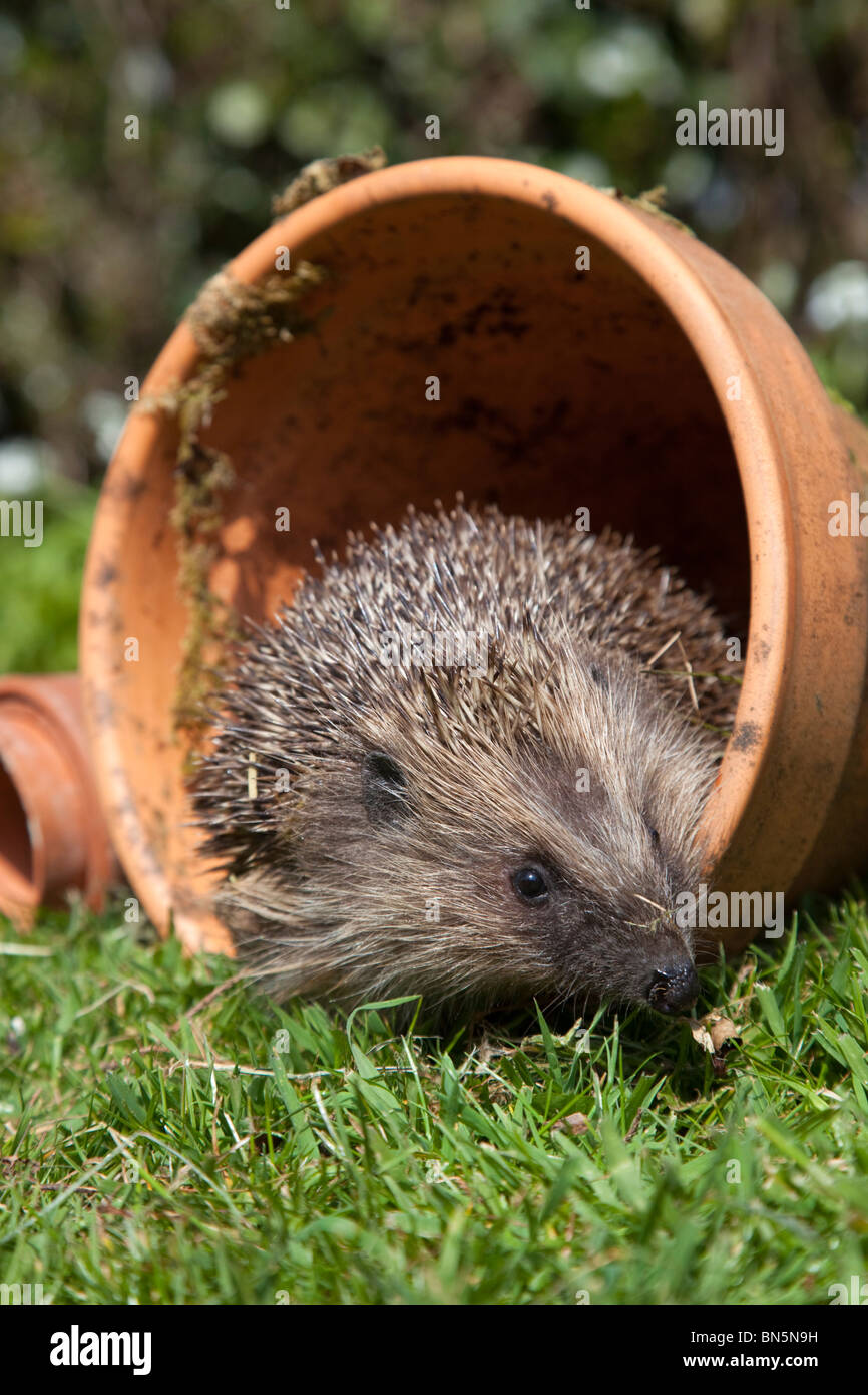 Igel garten Fotos und Bildmaterial in hoher Auflösung Alamy