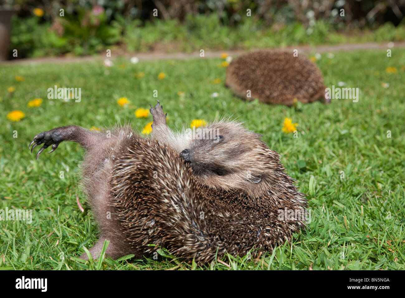 Igel; Erinaceus Europaeus; Salbung selbst Stockfoto