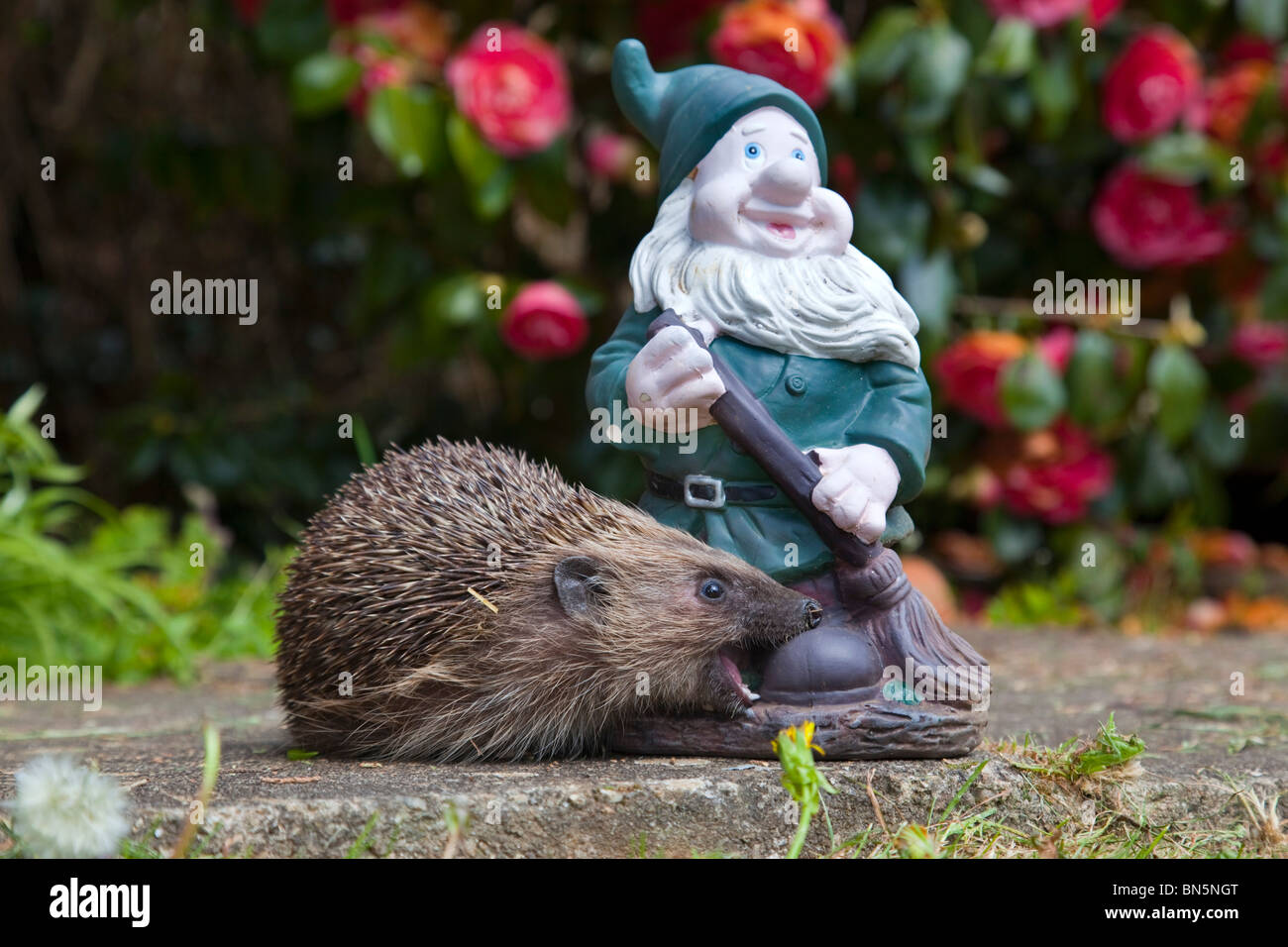 Igel; Erinaceus Europaeus; mit Gartenzwerg Stockfoto