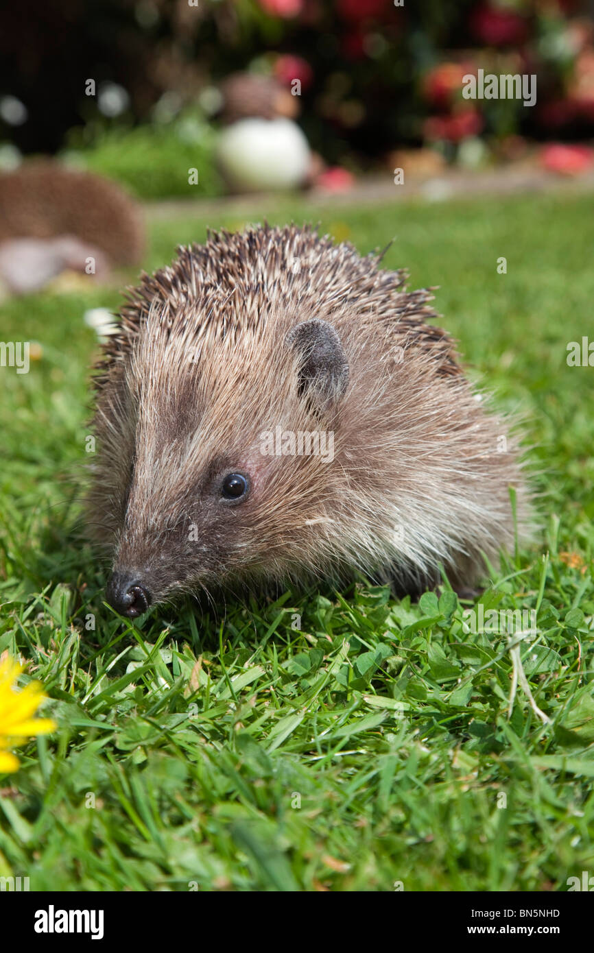 Igel; Erinaceus Europaeus; auf einer Wiese im Garten Stockfoto