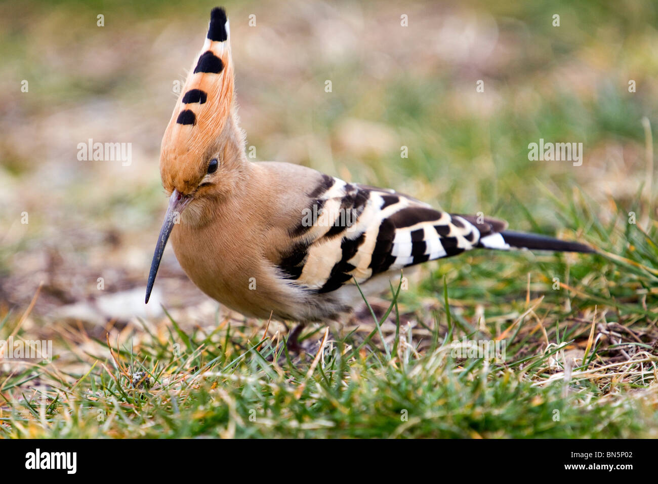 Wiedehopf; Upupa Epops; Zugvogel in der Nähe von Mawgan in Cornwall Stockfoto