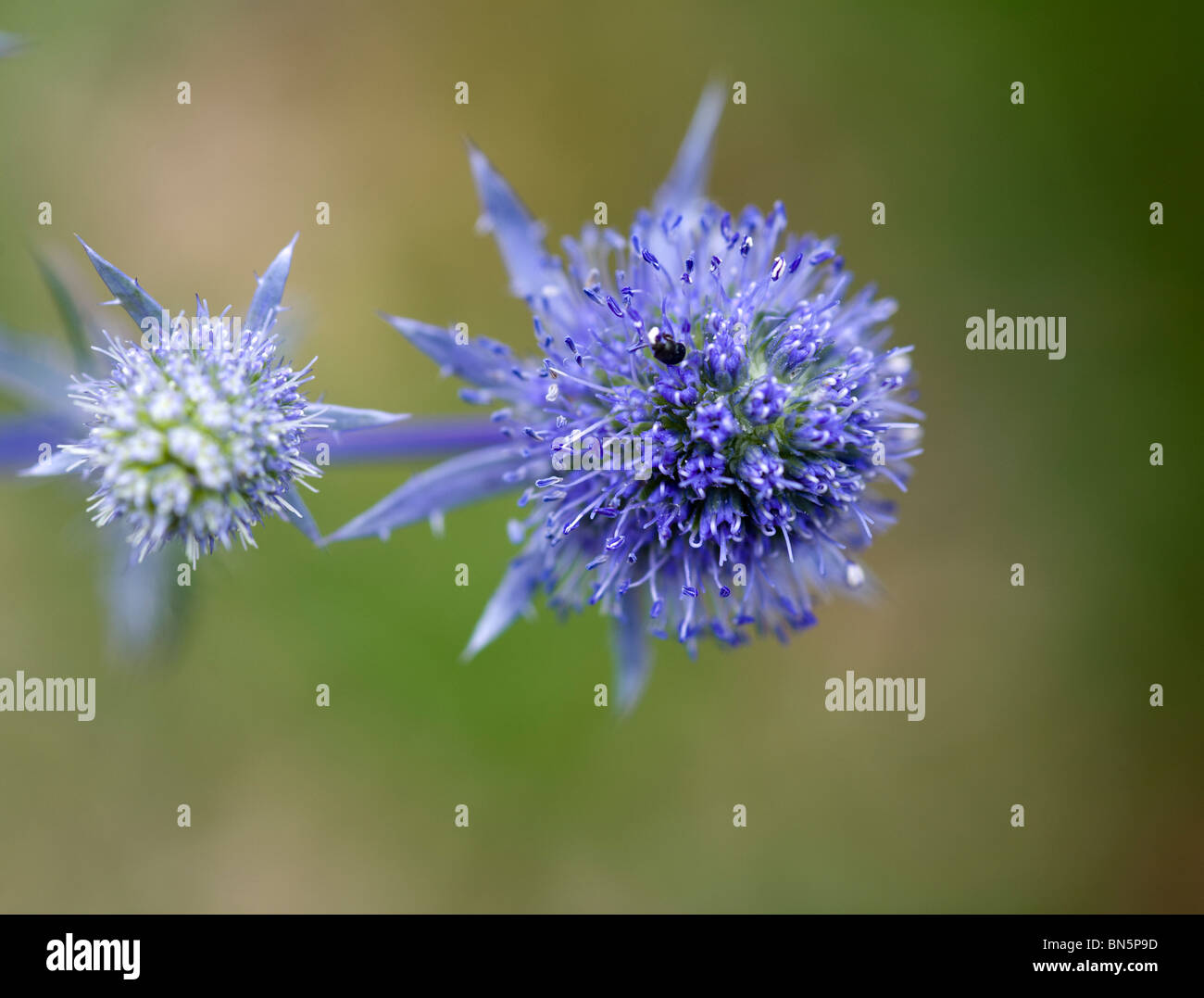 Eryngium Tripartitum Sommer 2008 Stockfoto