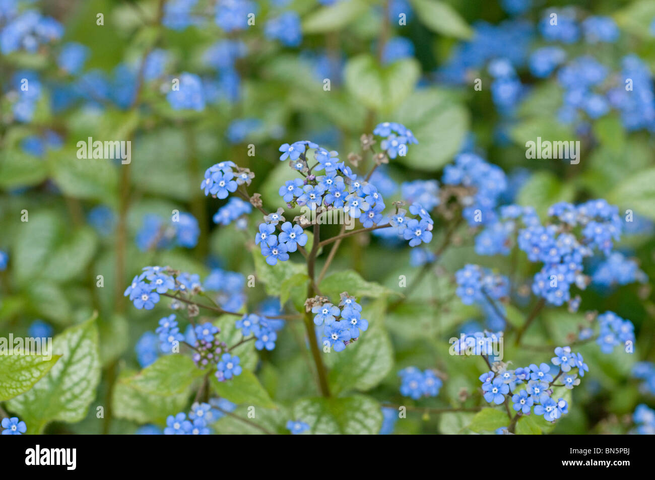 Blaue Blume Sprays von Brunnera Macrophylla 'Jack Frost' Stockfoto