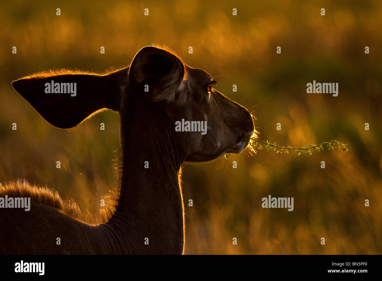 Silhouette des weiblichen Kudu Rasen im iSimangaliso Essen Stockfoto