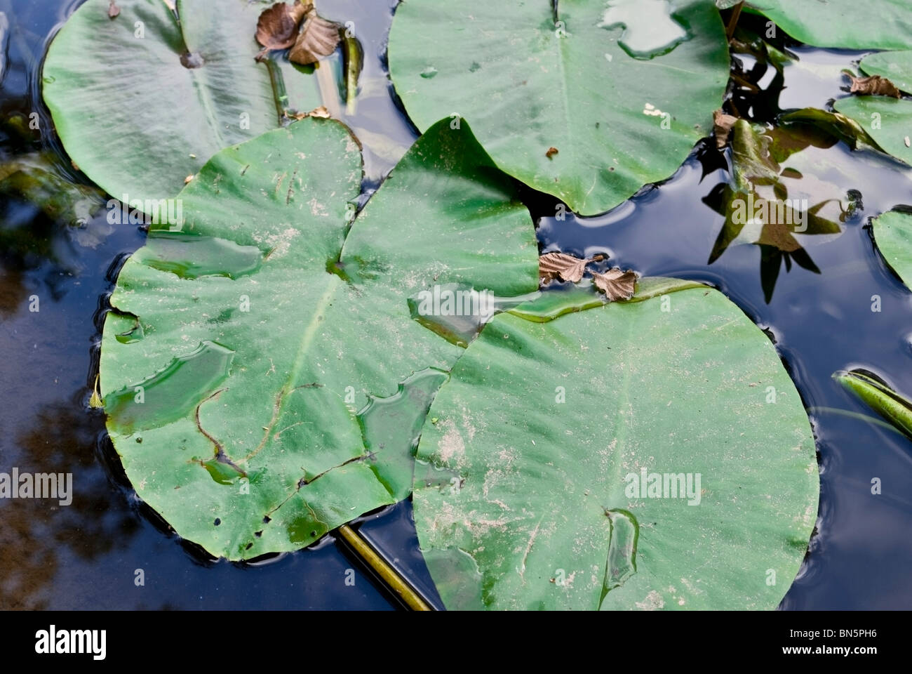 Blätter der gelben Seerosen schwimmend im Fluss Lahn in Marburg (Deutschland) Stockfoto