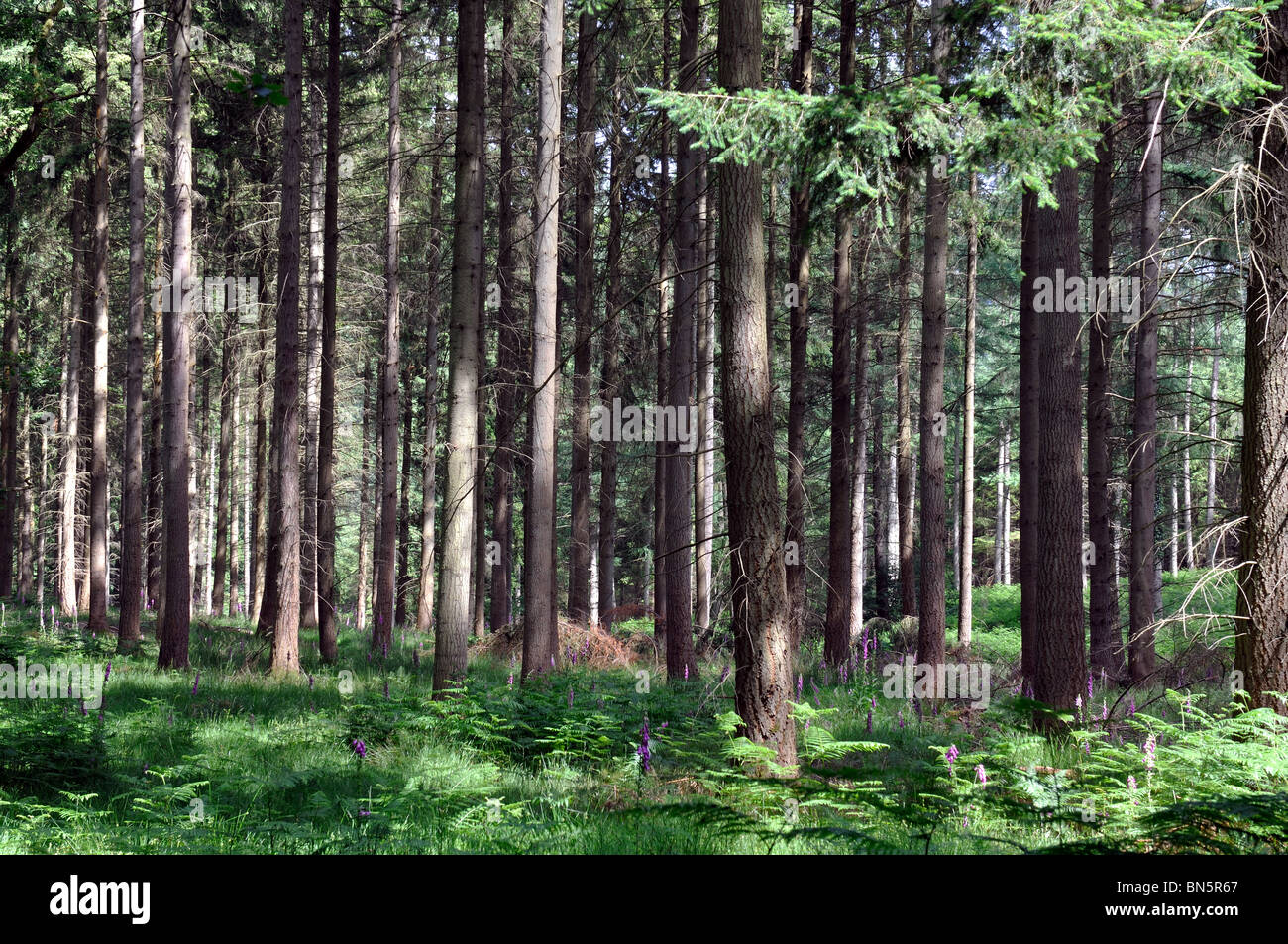 Nagshead Nature Reserve, Wald des Dekans, Gloucestershire, England, UK Stockfoto