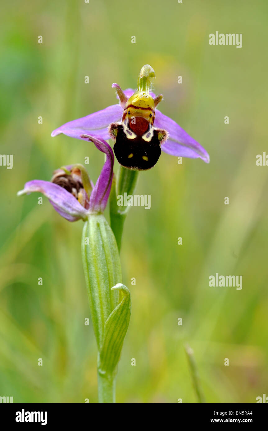 Biene Orchidee, Ophrys apifera Stockfoto
