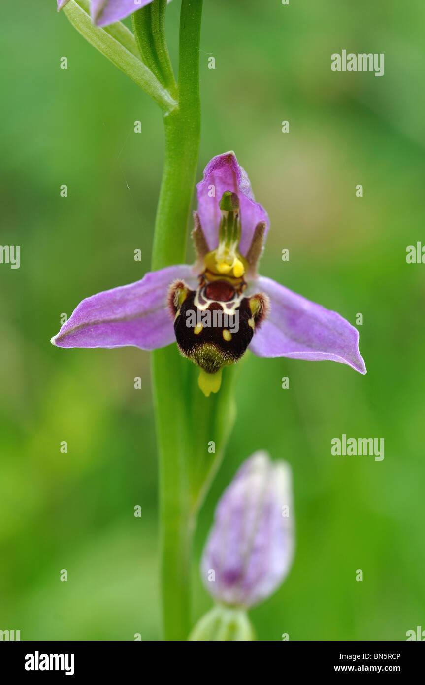 Biene Orchidee, Ophrys apifera Stockfoto
