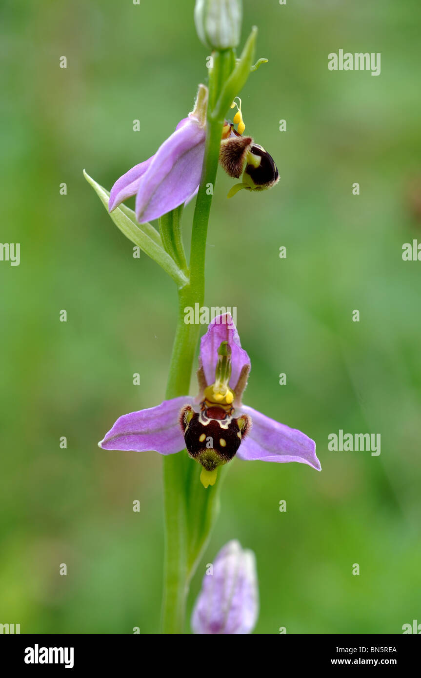 Biene Orchidee, Ophrys apifera Stockfoto