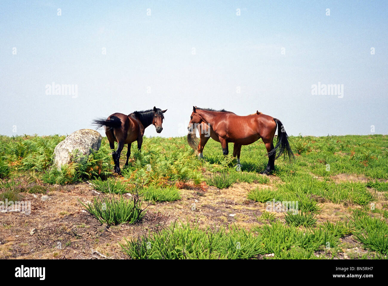 Wildpferde in Portugal Stockfoto