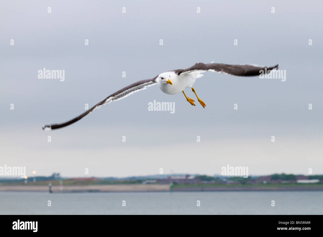 Weniger schwarz unterstützt Möwe; Larus Fuscus; im Flug Stockfoto