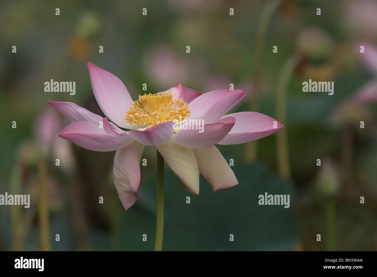 Eine schöne blühende Lotus am leuchtenden Sommermorgen in der Nähe von Bangalore, Indien Stockfoto