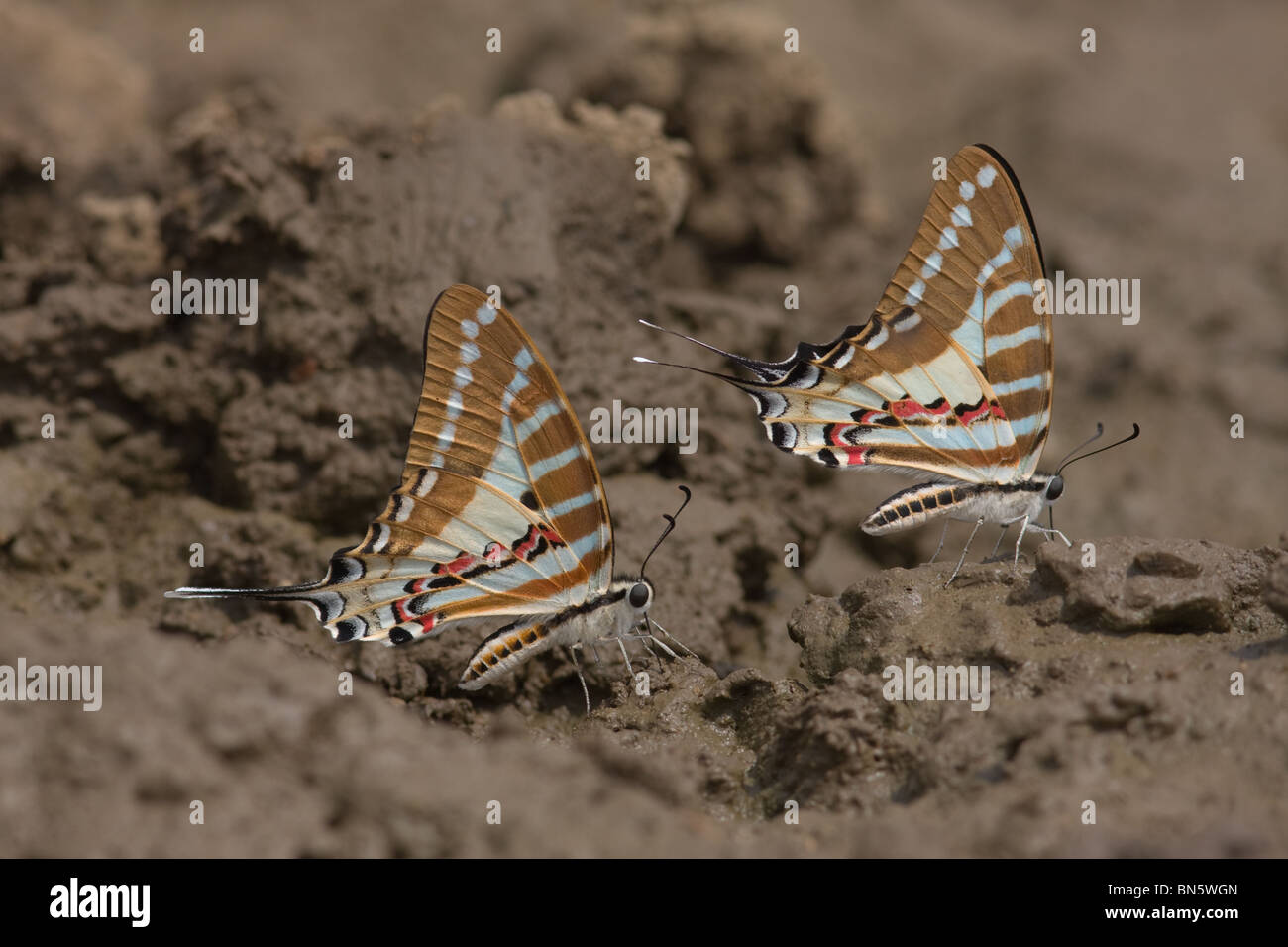 Vor Ort Swordtails (Schmetterlinge) sitzen auf dem Boden und Schlamm-Puddel - ein hohen Kontrast Bild Stockfoto