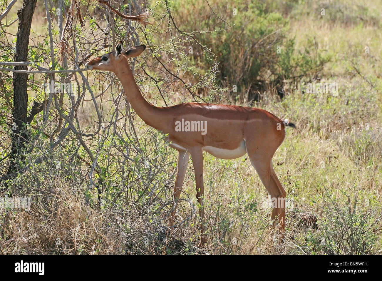 Gerenuk Antilope Essen verlässt in Samburu National Reserve, Kenia, Ostafrika Stockfoto