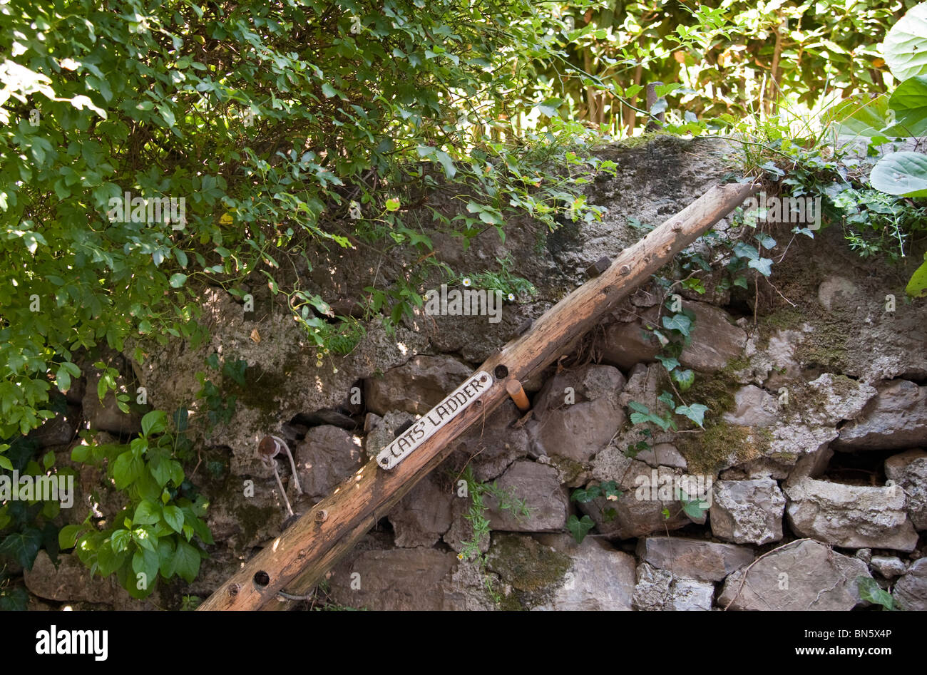 Anlegeleiter' Katze' Ona Steinmauer in Pescallo di Bellagio, Comer See, Italien Stockfoto