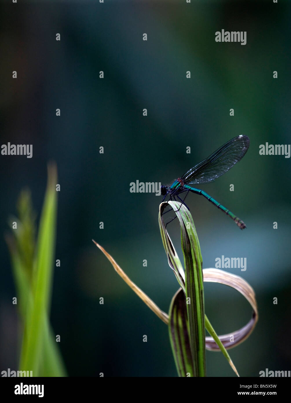 Damselfly auf Wasser iris Stockfoto