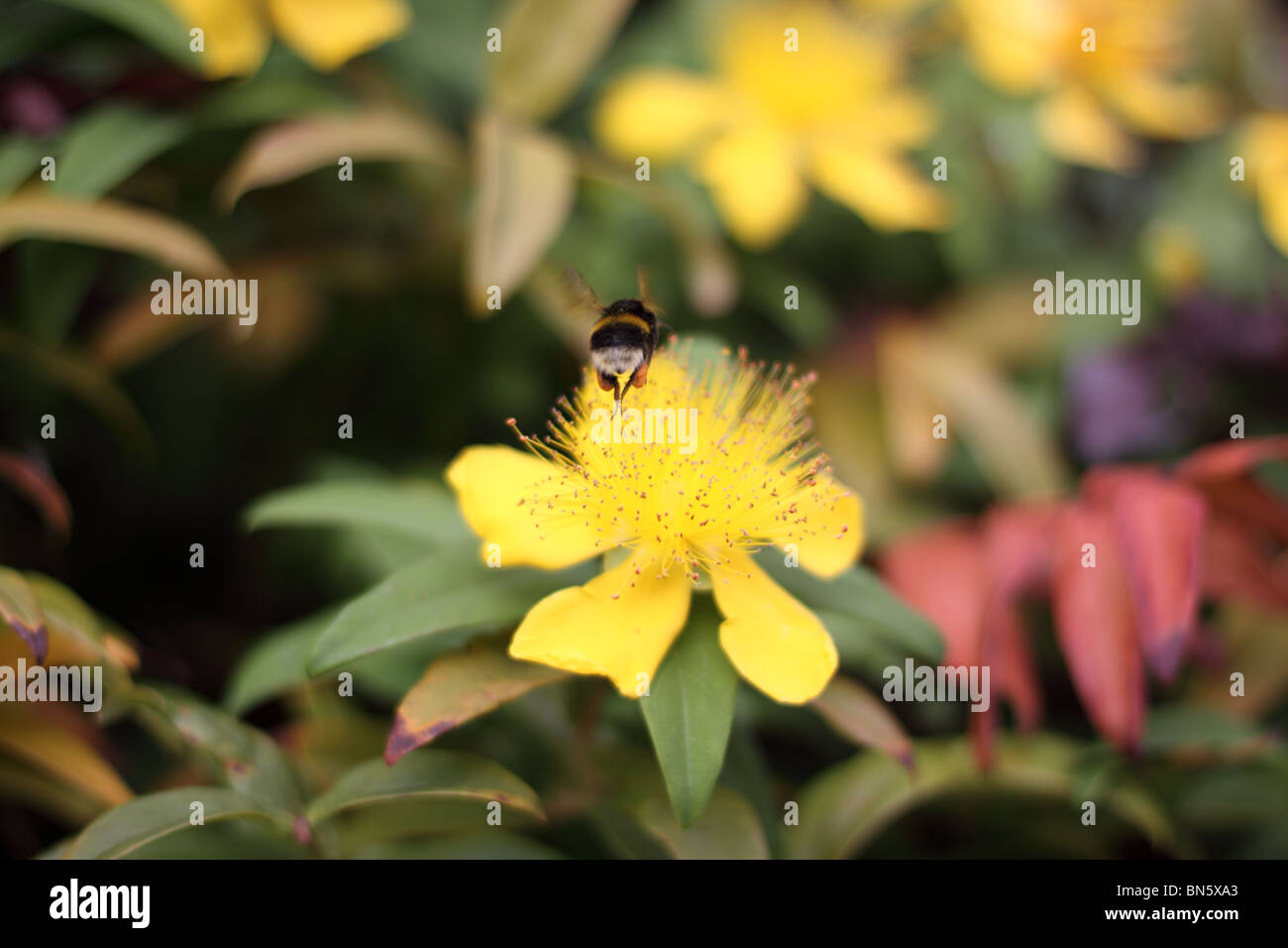 Hummel, besuchen die gelben Blüten der Rose von Sharon / Aaron Bart / Johanniskraut Stockfoto