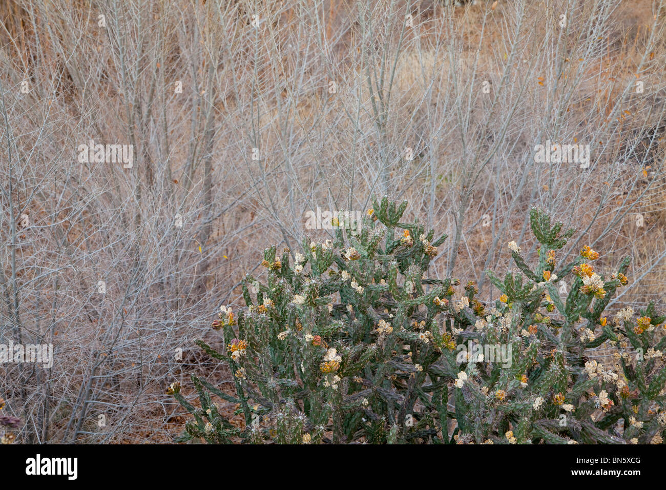 Kaktus & Pinsel in Kalifornische Wüste Stockfoto