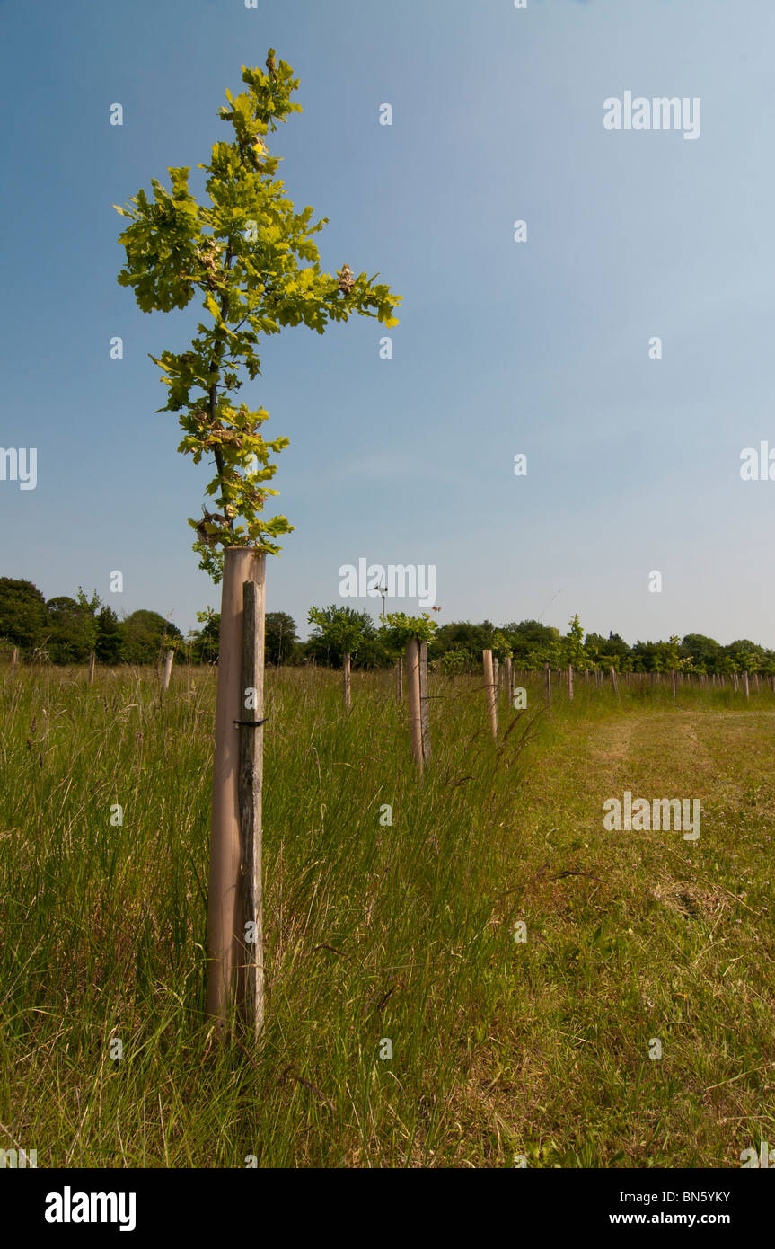 Eichen (Quercus Rober) gepflanzt Conservation Trust Stockfoto