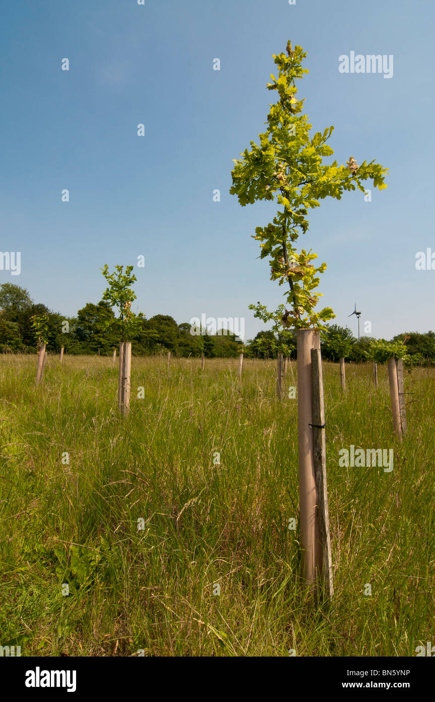 Eichen (Quercus Rober) gepflanzt Conservation Trust Stockfoto
