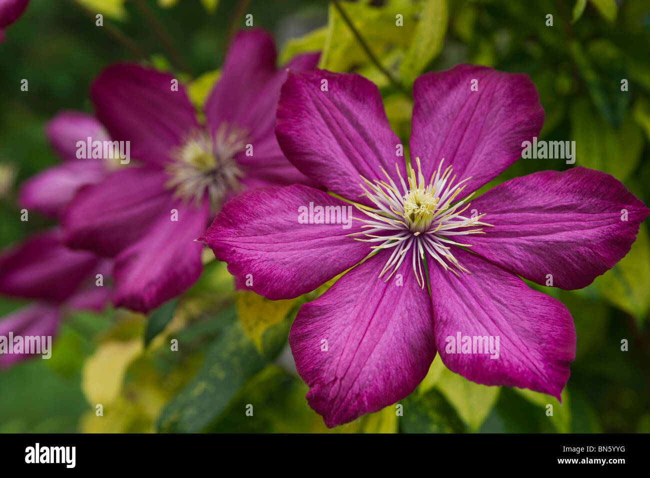 Clematis Viticella Stockfotos und bilder Kaufen Alamy