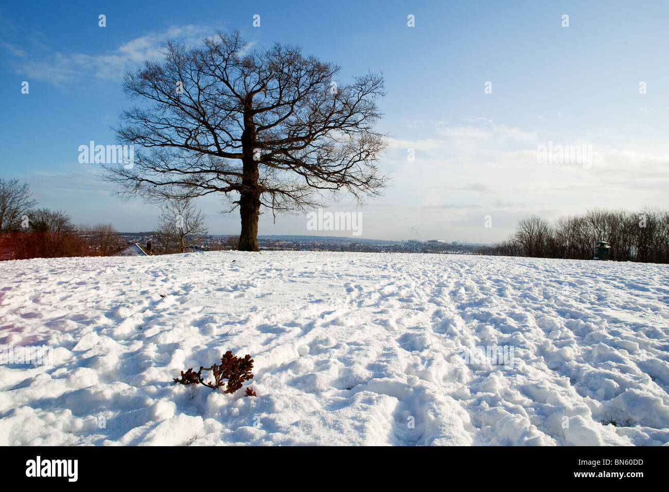 Baum vor blauem Hintergrund mit Schnee Vordergrund Stockfoto