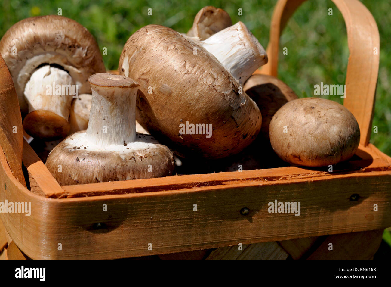 Braune Pilze im Korb. Stockfoto