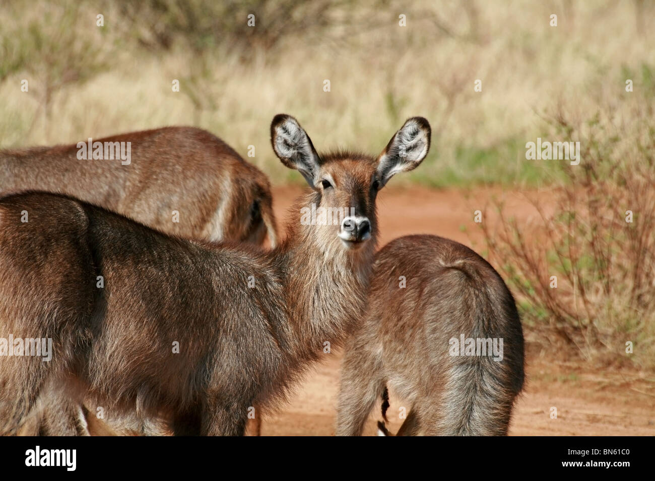 Wasser Buck Porträt gedreht im Samburu National Reserve, Kenia, Afrika Stockfoto