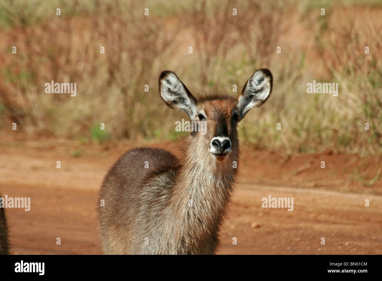 Wasser Buck Porträt gedreht im Samburu National Reserve, Kenia, Afrika Stockfoto