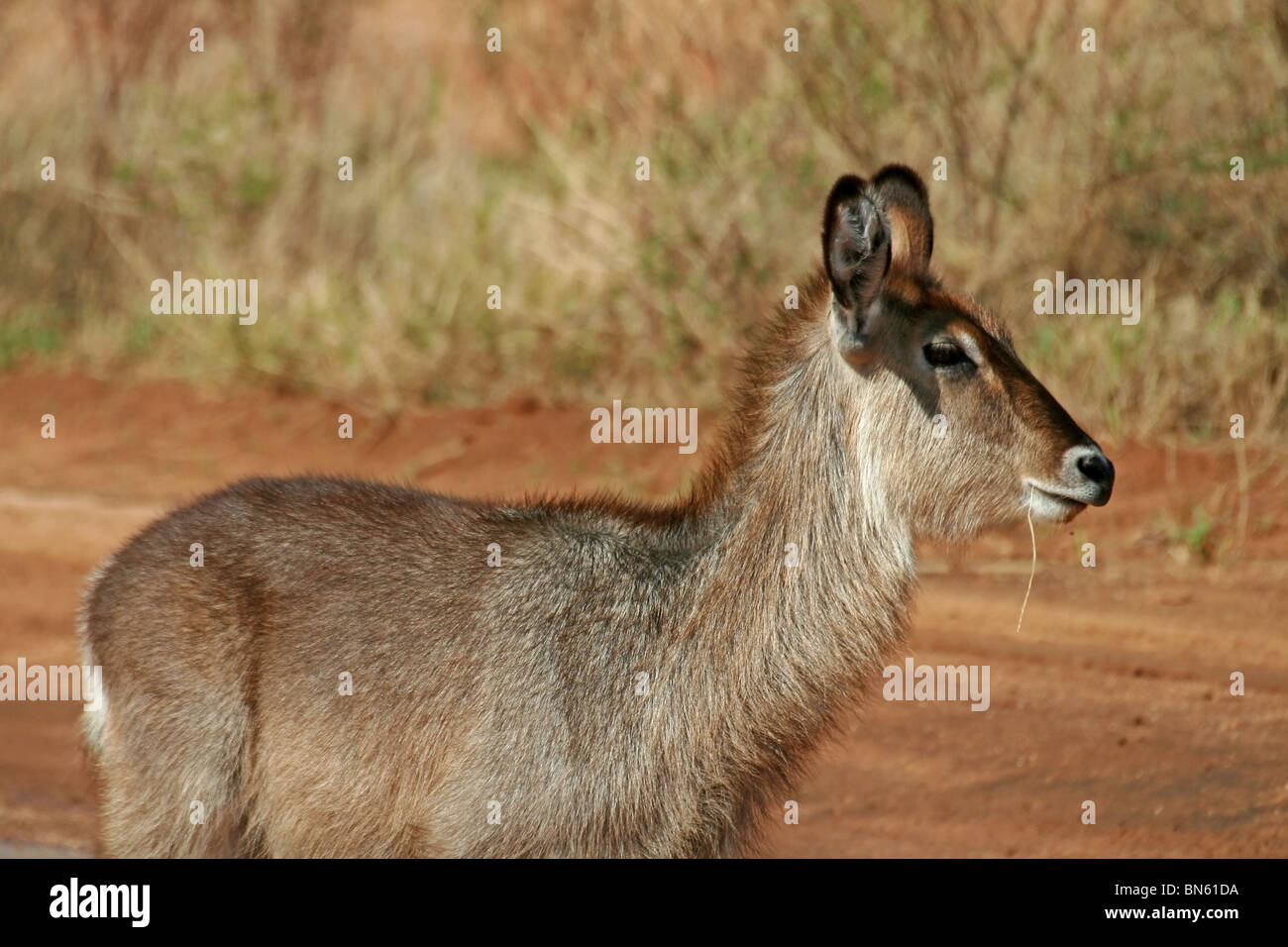 Wasser Buck Porträt gedreht im Samburu National Reserve, Kenia, Afrika Stockfoto