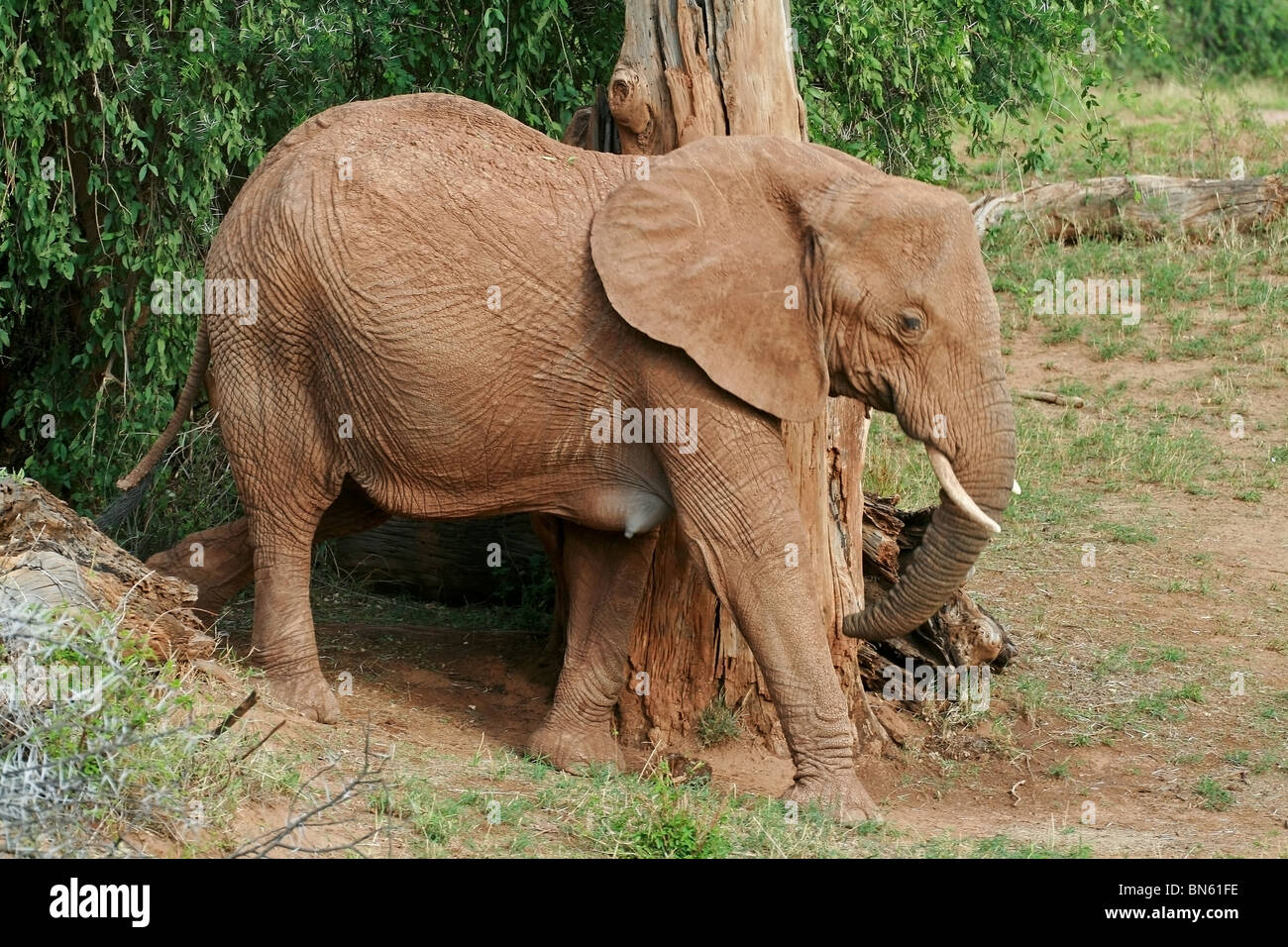 Wandern in den Dschungel von Samburu National Reserve, Kenia Afrika Elefant Stockfoto