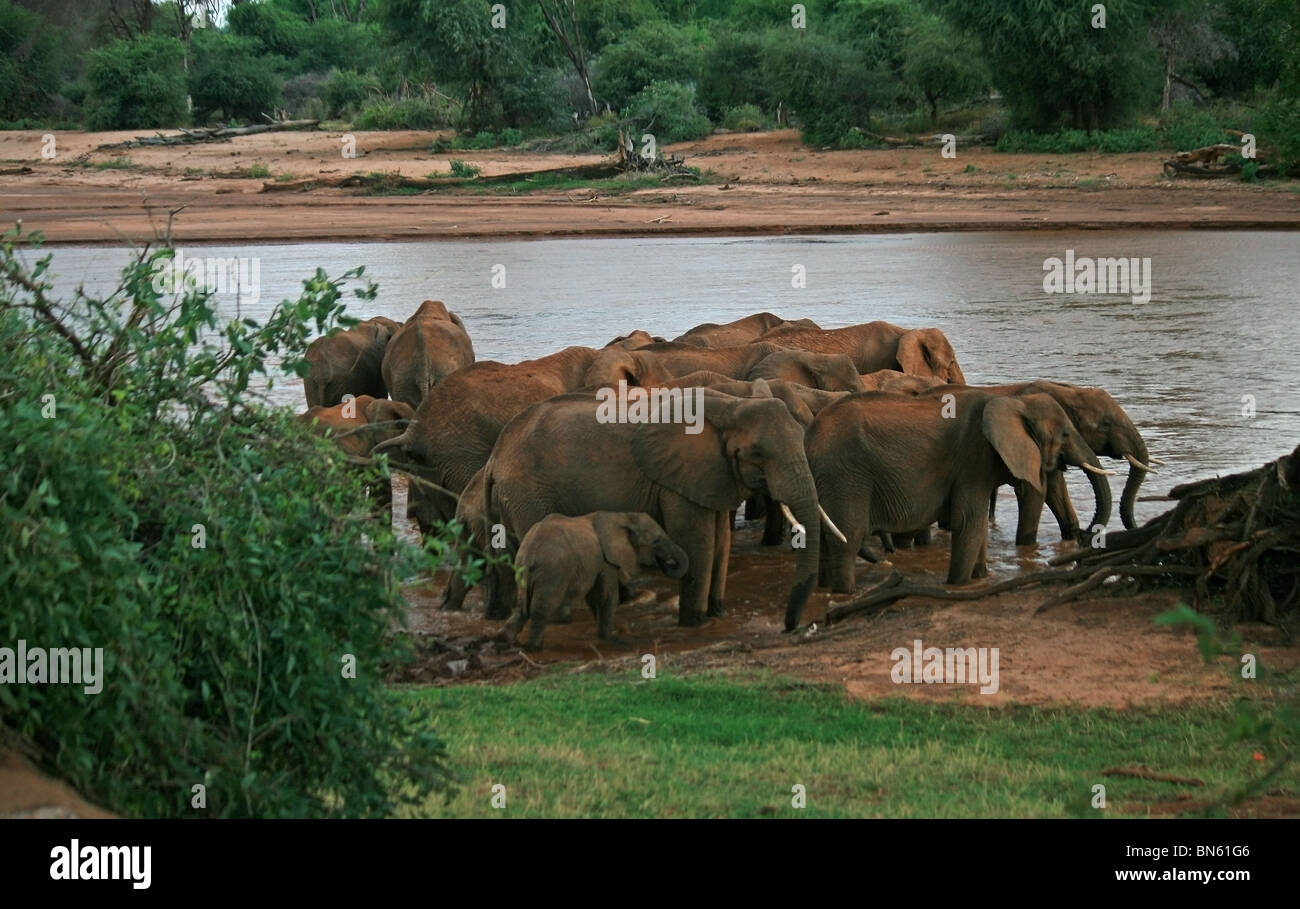 Herde Elefanten am Ufer des Uaso Nyiro River Samburu National Reserve, Kenia Afrika Stockfoto