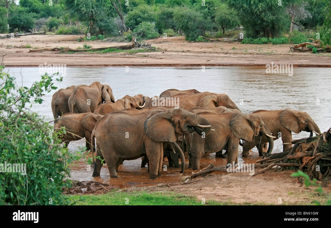 Herde Elefanten am Ufer des Uaso Nyiro River Samburu National Reserve, Kenia Afrika Stockfoto