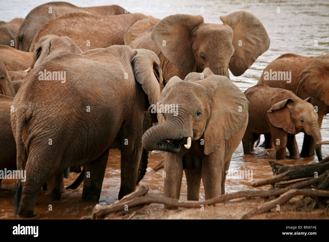 Herde Elefanten am Ufer des Uaso Nyiro River Samburu National Reserve, Kenia Afrika Stockfoto