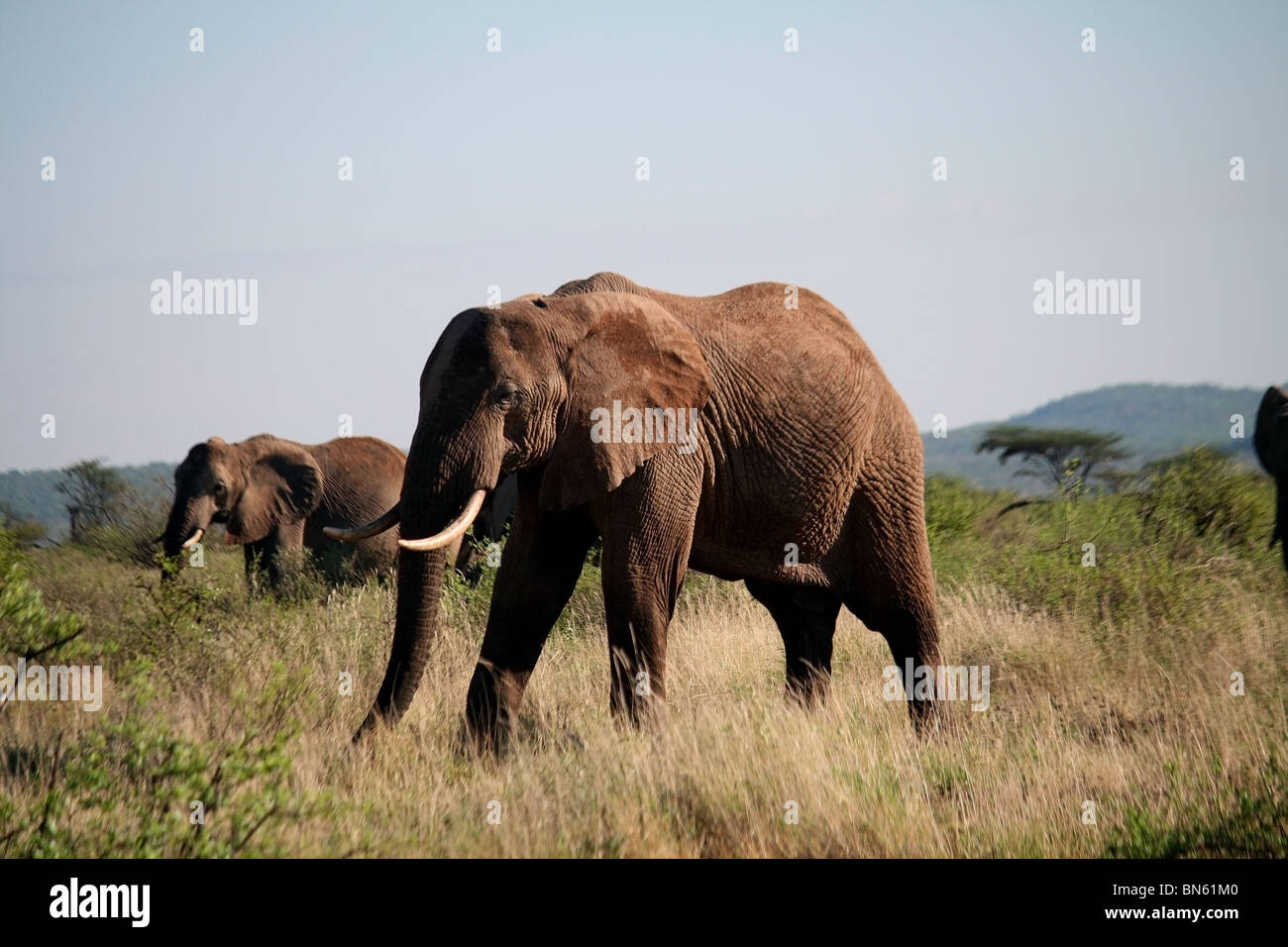 Elefant stehend im Grasland von Samburu National Reserve, Kenia Afrika Stockfoto