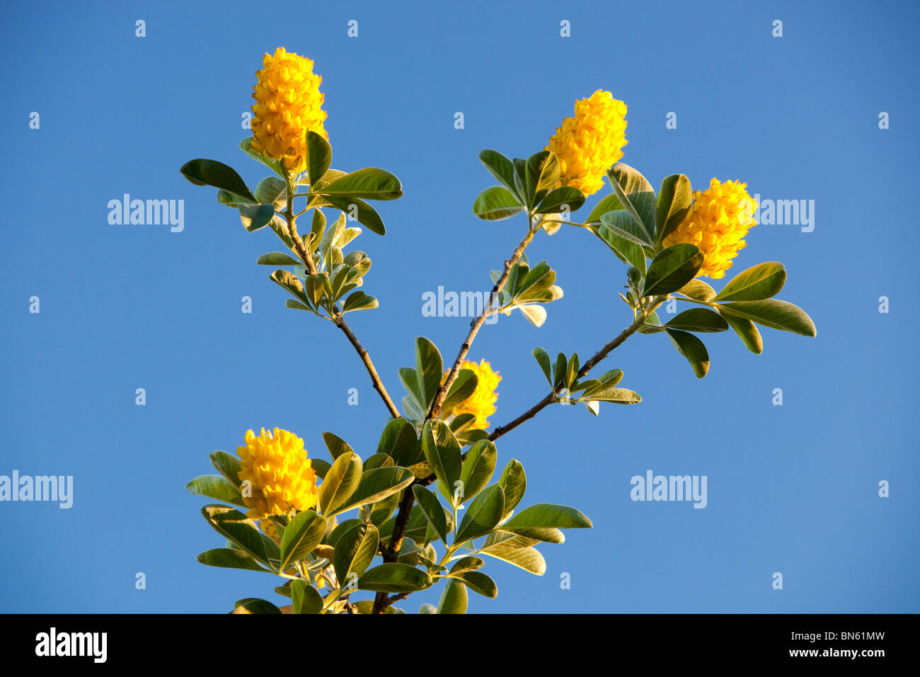 Blumen auf einem Ananas-Baum Stockfotografie - Alamy