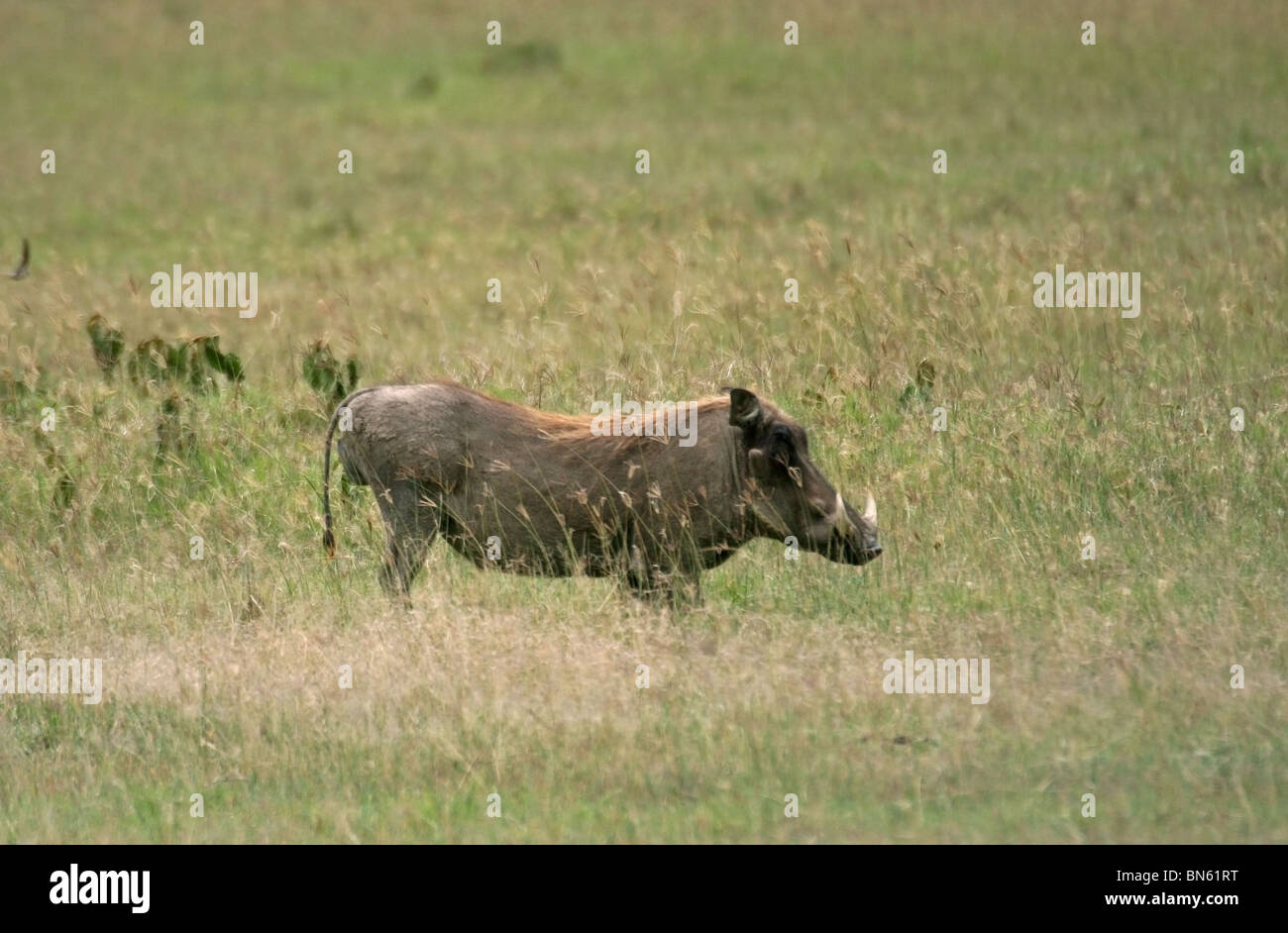 Ein Warzenschwein steht im Grasland des Lake Nakuru National Reserve, Kenia, Ostafrika Stockfoto